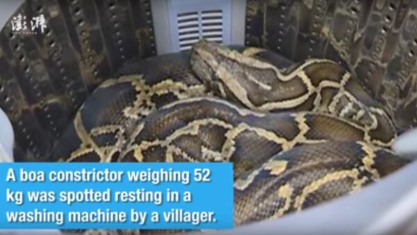 52 kg Boa constrictor found resting in a villager’s washing machine in SE China - Sputnik International