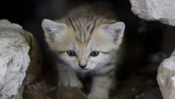 One of four 3-week-old newborn sand cats, peers from a cave in the Ramat Gan Safari near Tel Aviv, Israel, Tuesday, Aug. 14, 2012 - Sputnik International