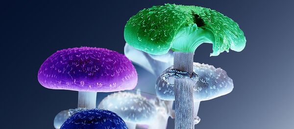 Mushrooms Mushrooms - Sputnik International