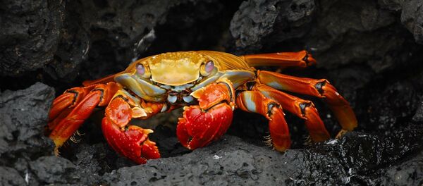 Shellfish Shellfish - Sputnik International