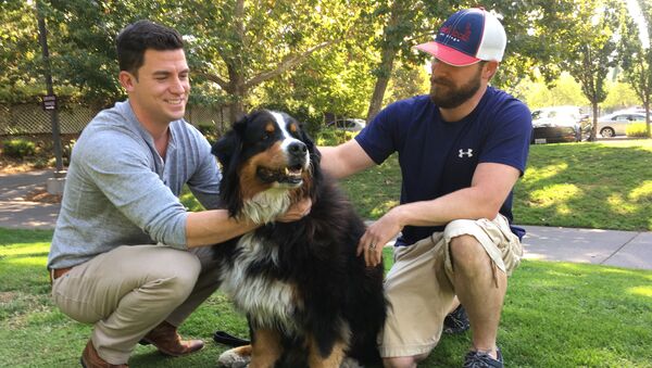 Jack Weaver, left, and his brother in law, Patrick Widen, pose with Izzy, a 9-year-old Bernese Mountain Dog, who belongs to Weaver's parents, Saturday, Oct. 14, 2017, in Windsor, Calif. - Sputnik International