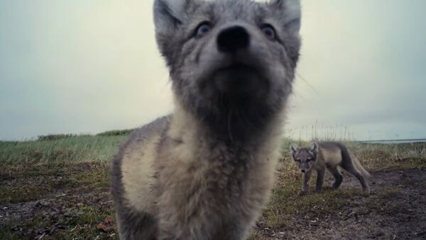 Arctic Foxes Destroy Filmmaker's Camera - Sputnik International
