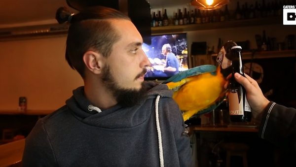 Polly Want a Porter? Parrot’s Beer-Opening Beak - Sputnik International