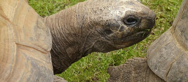 Giant tortoise - Sputnik International