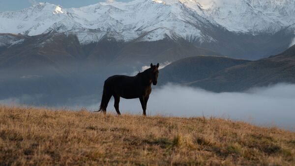A horse in a mountain meadow in the Sharoi district of the Chechen Republic - Sputnik International