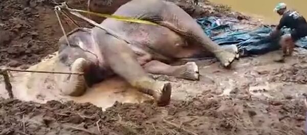 The Rescue of a Baby Elephant in Thailand - Sputnik International