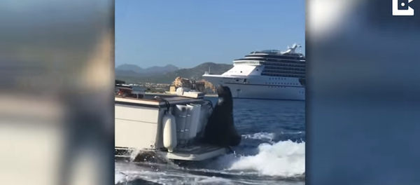 Uber Motorboat? Sly Seal Hitches a Ride Uber Motorboat? Sly Seal Hitches a Ride - Sputnik International