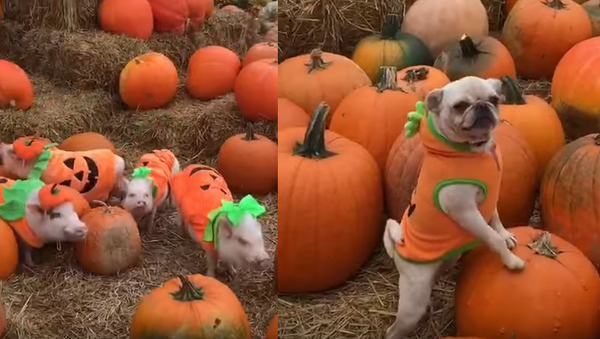Pug and Pigs’ Pumpkin Patch Party - Sputnik International