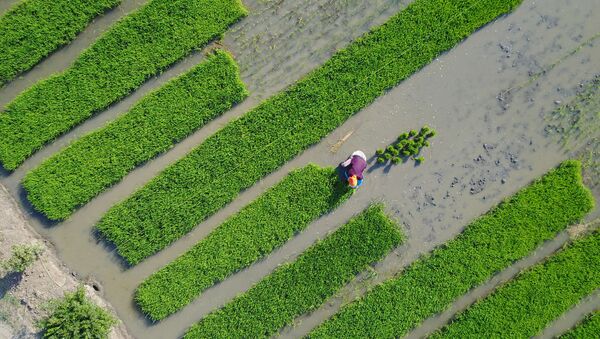 Villagers plant rice in a field in Lianyungang, in China's eastern Jiangsu province on June 4, 2017 - Sputnik International