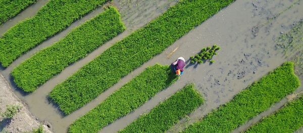 Villagers plant rice in a field in Lianyungang, in China's eastern Jiangsu province on June 4, 2017 Villagers plant rice in a field in Lianyungang, in China's eastern Jiangsu province on June 4, 2017 - Sputnik International