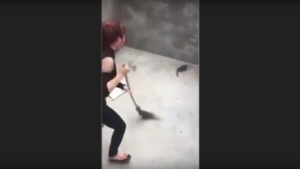 Woman attacked by a Rat that JUMPS on her as she sweeps | Rat Jumps on Woman - Sputnik International