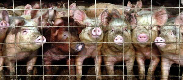 Pig farm Pig farm - Sputnik International
