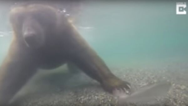 Bear Fishes Underwater With Paws - Sputnik International