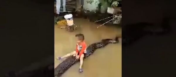 Anaconda and child Anaconda and child - Sputnik International