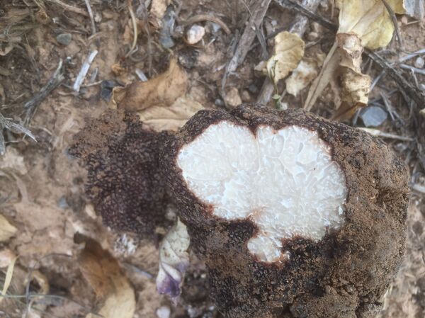 The Black Perigord Truffle (French Black Winter Truffle) The Black Perigord Truffle (French Black Winter Truffle) - Sputnik International