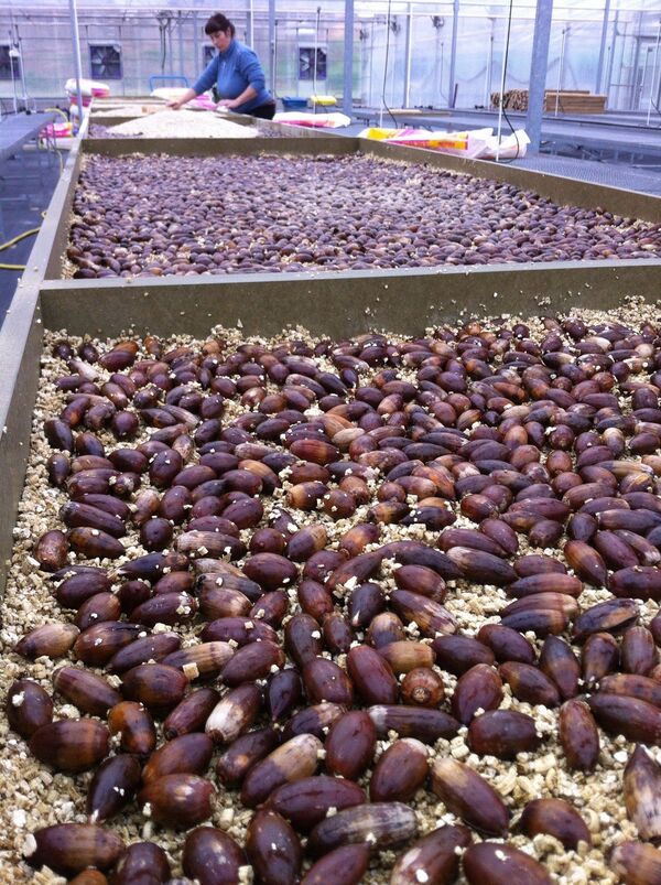 The first batch of acorns arriving at IRTA in Barcelona The first batch of acorns arriving at IRTA in Barcelona - Sputnik International