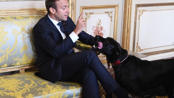 French president Emmanuel Macron gestures towards his dog Nemo (File) - Sputnik International