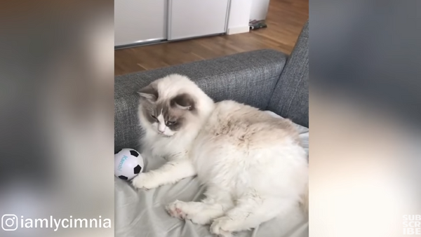Messi Meets Lazy in Cat’s Football Practice - Sputnik International