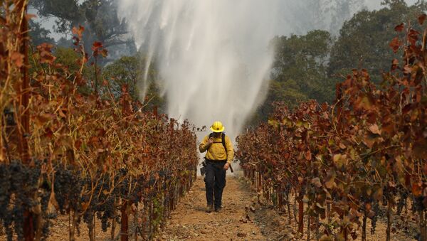 Firefighter Chris Oliver walks between grapevines as a helicopter drops water over a wildfire burning near a winery Saturday, Oct. 14, 2017, in Santa Rosa, Calif. - Sputnik International