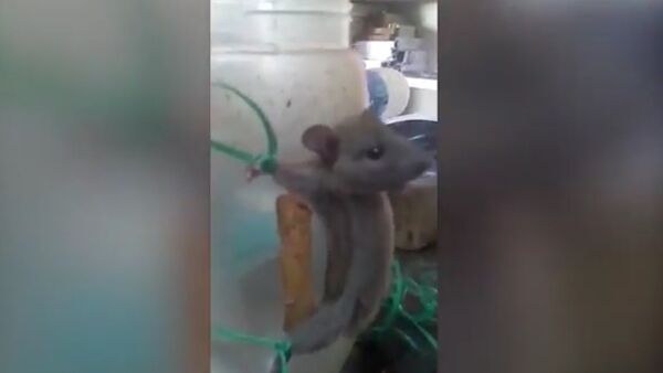 Shop Assistant ties up mouse and whips it for taking nourishment in a shocking video - Sputnik International