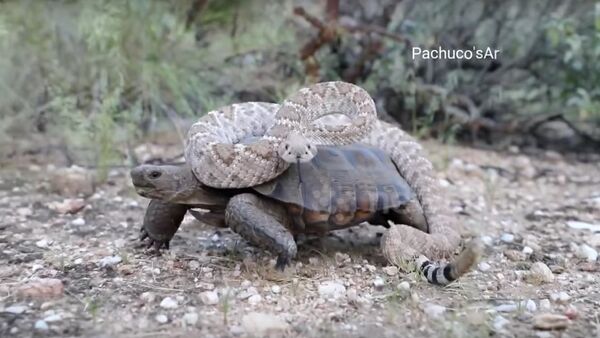 Desert tortoise takes a Rattlesnake for a wild ride! - Sputnik International