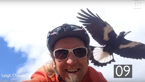 Vendetta Magpie Swoops At Cyclist - Sputnik International