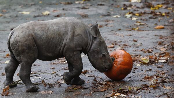 Rhinoceros And Pumpkin - Sputnik International