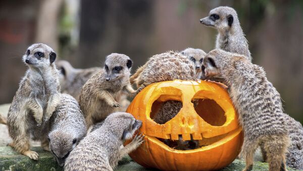 Not So Creepy Halloween: How Animals Deal With Pumpkins - Sputnik International