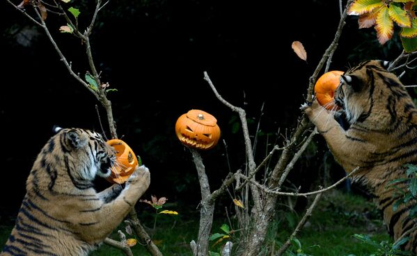 Not So Creepy Halloween: How Animals Deal With Pumpkins - Sputnik International