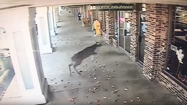‘A Little Off The Top’: Deer Breaks Into Barber Shop - Sputnik International