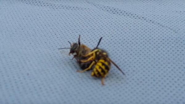 Wasp cuts bee in half - Sputnik International