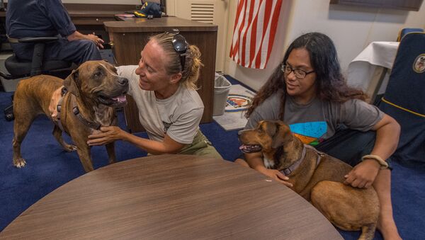 American mariners Jennifer Appel, left, and Tasha Fuiava, both from Honolulu, answer questions during a media call with their dogs Zeus, left, and Valentine, in the captain’s cabin of the amphibious dock landing ship USS Ashland (LSD 48) - Sputnik International