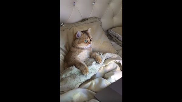 Kazakh Kitten Fixated by Peppa Pig - Sputnik International