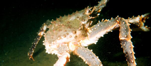 Large male red king crab (Paralithodes camtschaticus) in the Barents Sea Large male red king crab (Paralithodes camtschaticus) in the Barents Sea - Sputnik International