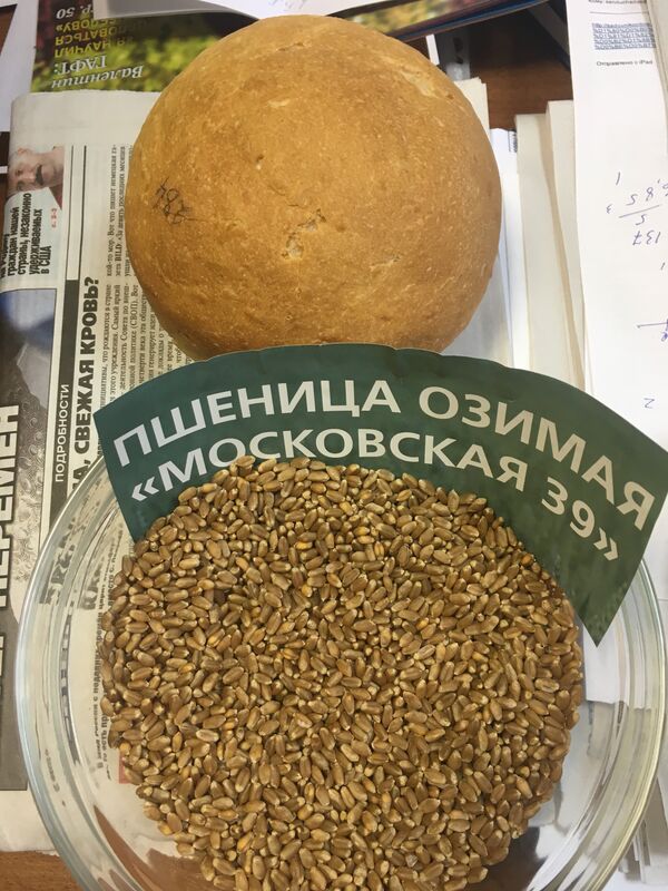 Winter wheat Winter wheat - Sputnik International