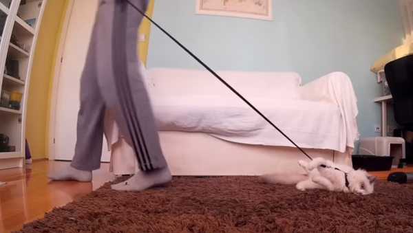 Playful Cat Refuses Leash Training - Sputnik International