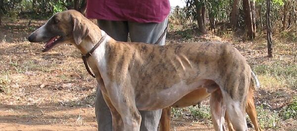 Caravan hound. (File) - Sputnik International