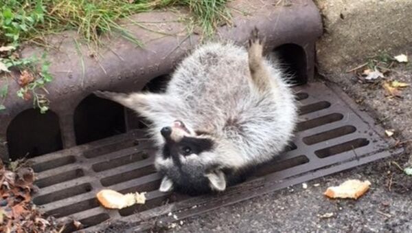 Glutton in a Gutter: Raccoon’s Unfortunate Predicament - Sputnik International