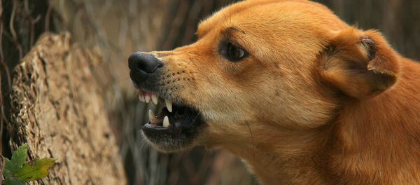 Angry dog - Sputnik International