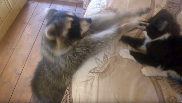 Raccoon Attempts to Paw His Way to Friendship - Sputnik International