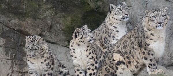 Snow leopards Snow leopards - Sputnik International