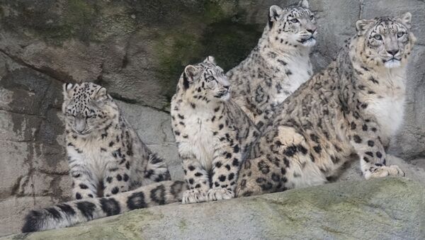 Snow leopards - Sputnik International
