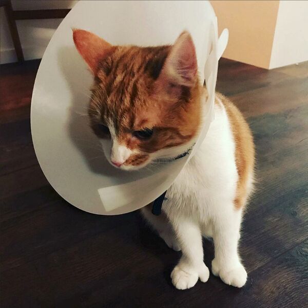 Paddles, the New Zealand Prime Minister Jacinda Ardern's ginger cat is seen in this August 2017 photo - Sputnik International