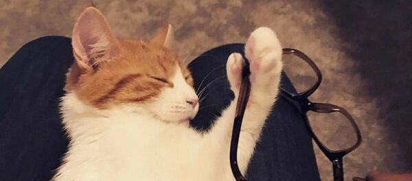 Paddles, the New Zealand Prime Minister Jacinda Ardern's ginger cat is seen in this April 2017 Paddles, the New Zealand Prime Minister Jacinda Ardern's ginger cat is seen in this April 2017 - Sputnik International