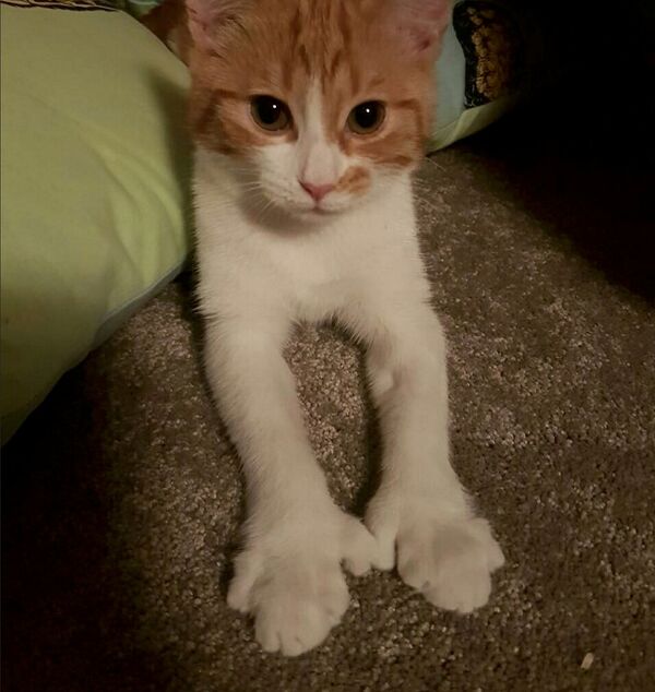 Paddles, the New Zealand Prime Minister Jacinda Ardern's ginger cat is seen in this March 2017 photo - Sputnik International