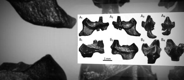 Fossilised teeth of 145 million year-old 'rat' that is mankind's oldest ancestor discovered in Dorset by student - Sputnik International