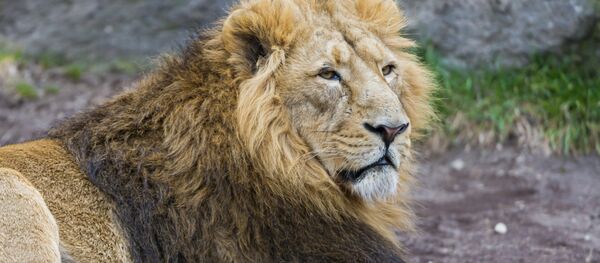 The male Asiatic lion - Sputnik International