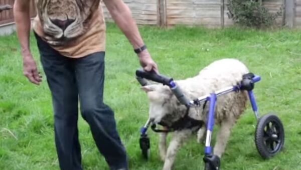 Lamby The Sheep Can't Walk On Her Own - Sputnik International