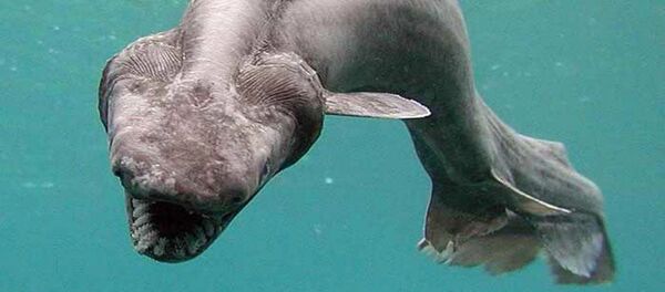 Frilled shark Frilled shark - Sputnik International