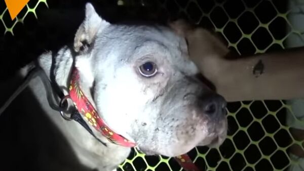 Dog & Puppies Rescued By Volunteers - Sputnik International